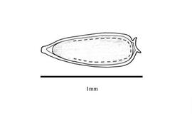   Embryo:  Erigeron floribundus; Illustration by K. Parker, Kirkbride et al. (2006)
